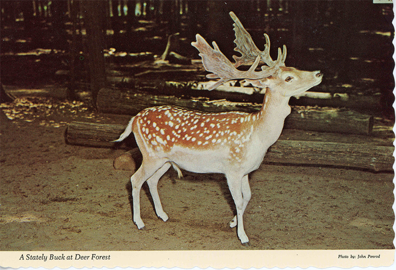 postcard